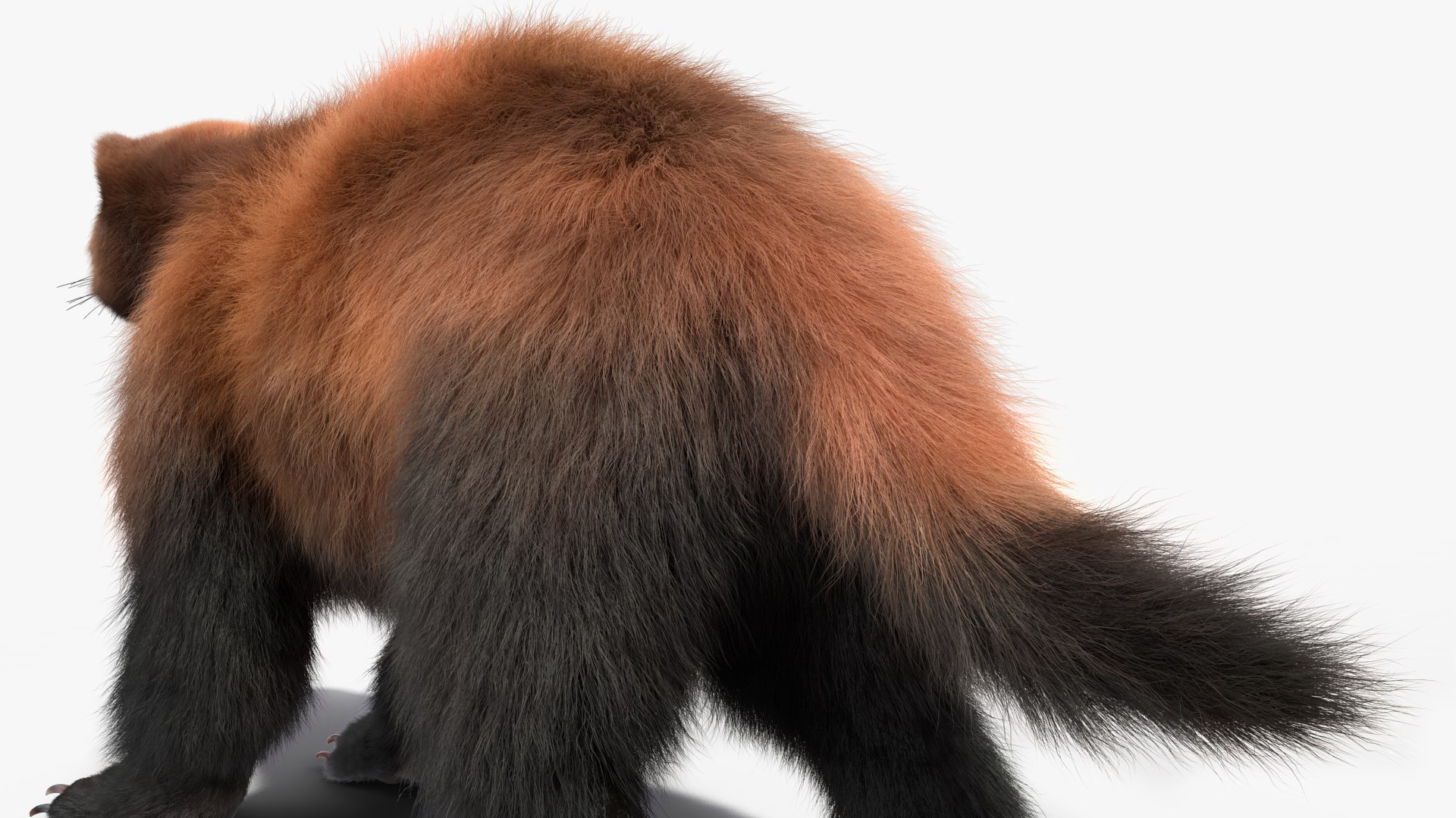 3D Wolverine Dark Color Fur Rigged - TurboSquid 2160468