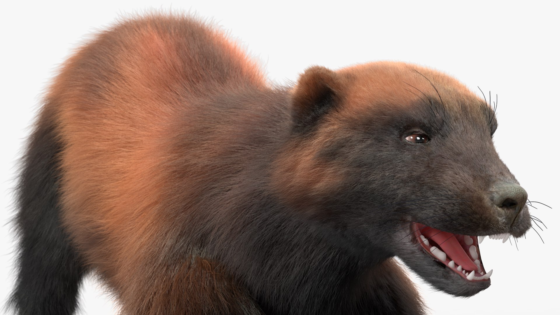 3D Wolverine Dark Color Fur Rigged - TurboSquid 2160468