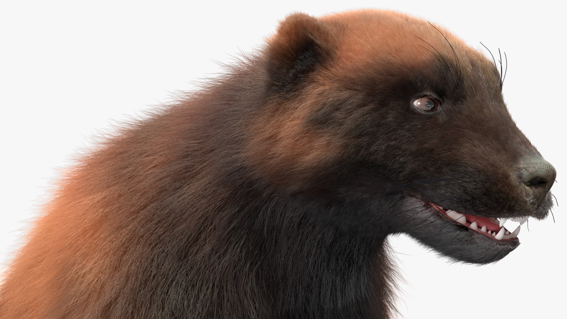 3D Wolverine Dark Color Fur Rigged - TurboSquid 2160468
