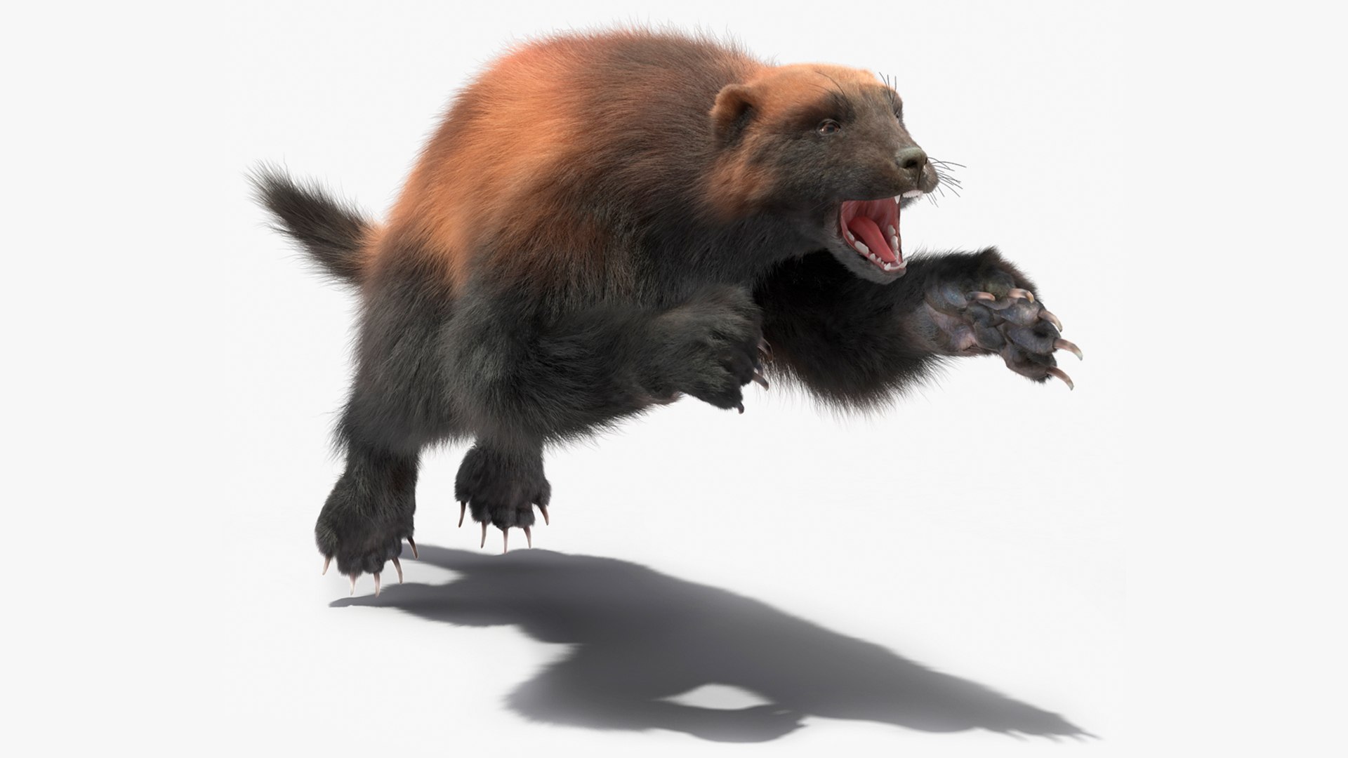 Wolverine Dark Color Fur Rigged 3D model preview