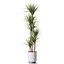 Plant 1242