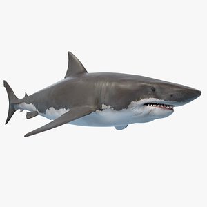 Great White Shark Animated