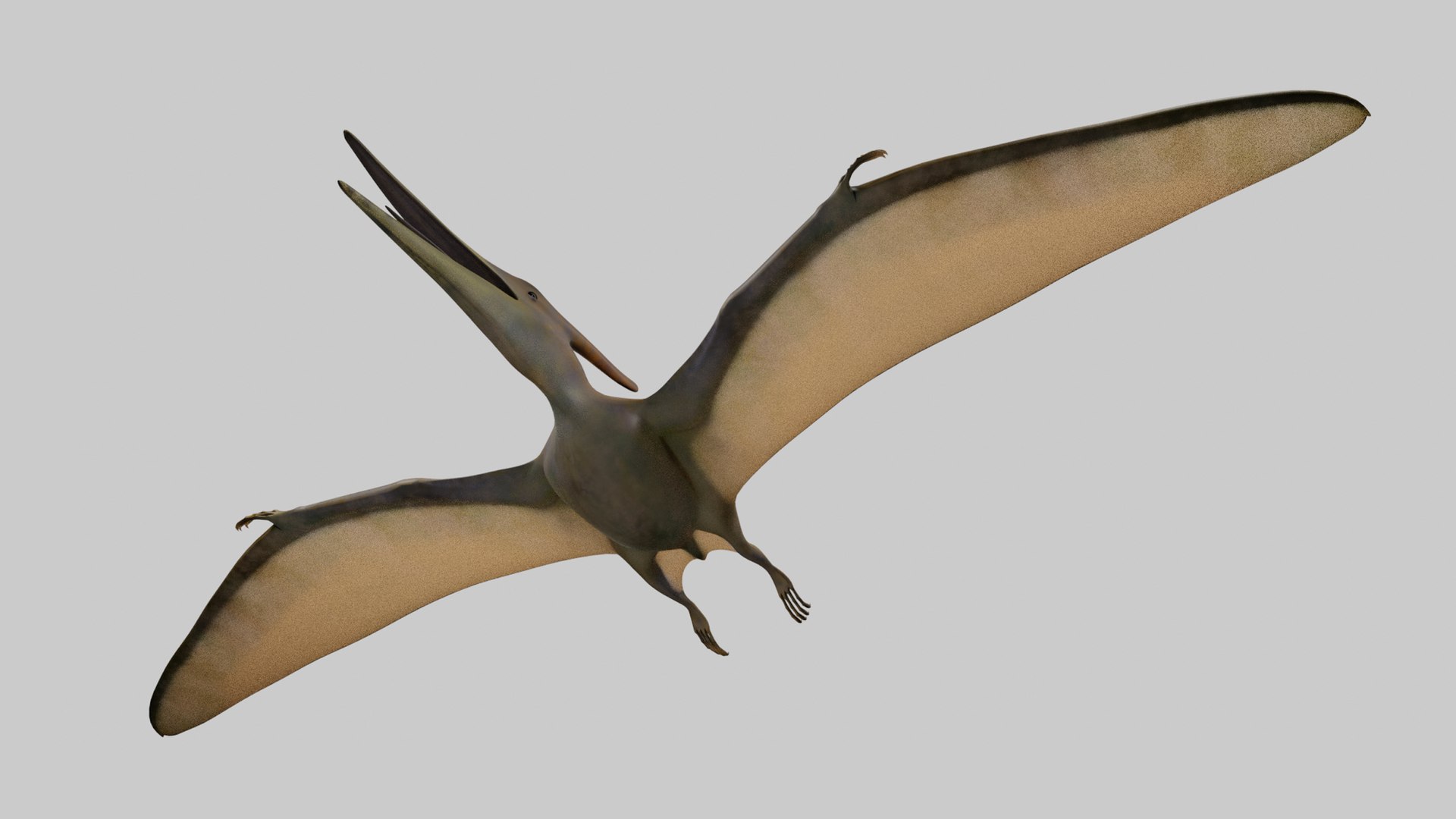 3D Pteranodon Longiceps Model - TurboSquid 2027107