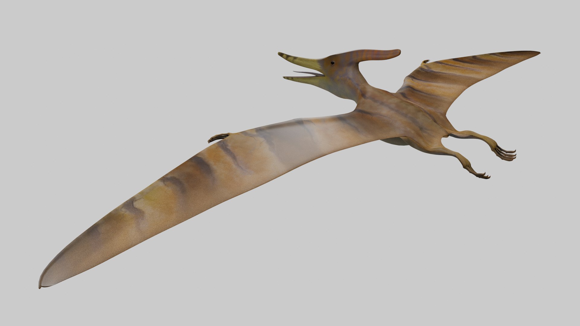 3D Pteranodon Longiceps Model - TurboSquid 2027107