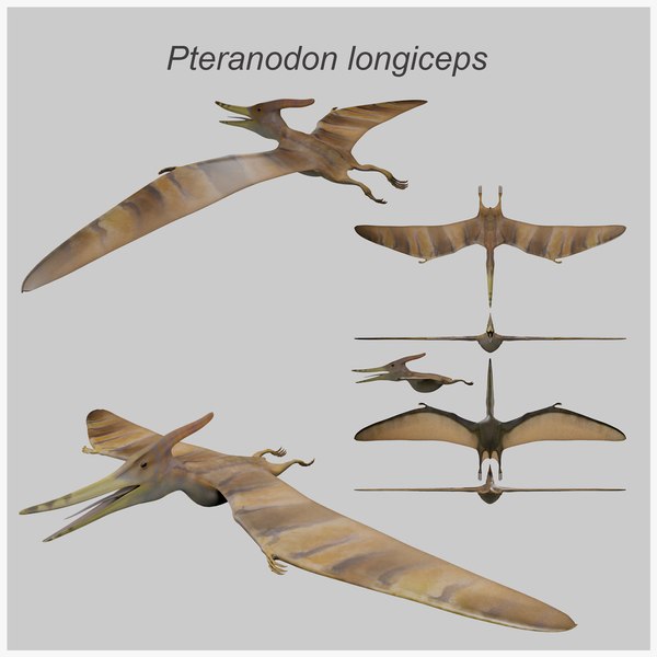 3D Pteranodon longiceps model - TurboSquid 2027107