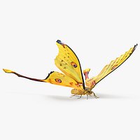 Madagascan Moon Moth