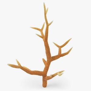 3D Acropora Coral R 02