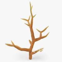 Acropora Coral R 02