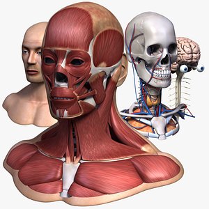 3ds max head anatomy