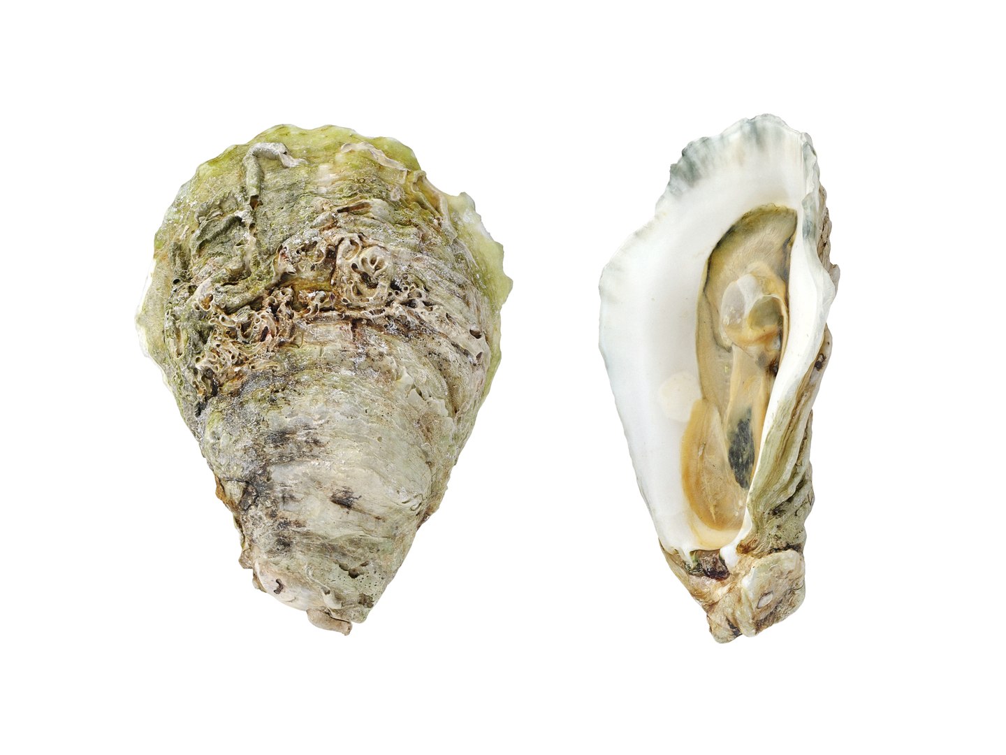 Half Shell Oysters 3D Model - TurboSquid 2092167