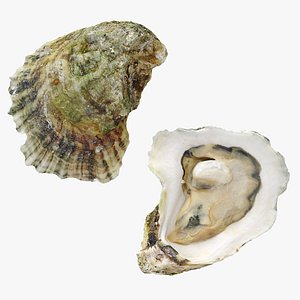 Half Shell Oysters 3D model