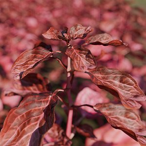 Bloodleaf or Iresine herbstii