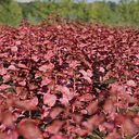 Bloodleaf or Iresine herbstii