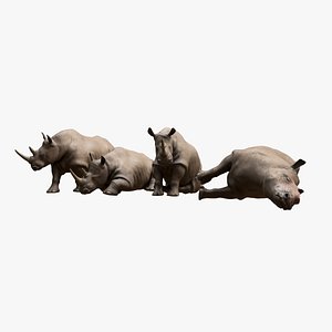 3D Rhino Collection