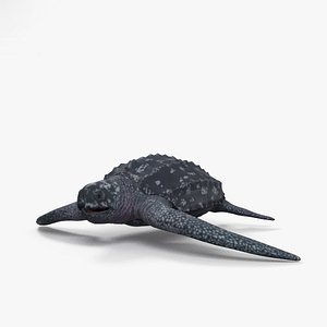 3D leatherback sea turtle