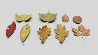 Dead leaves pack
