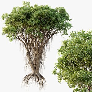 AV Plants Mangrove Gray Avicennia Marina05 model