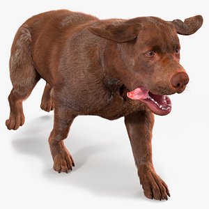 Running Brown Retriever Dog Fur Animated Rigged