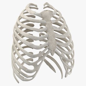 human rib thoracic cage anatomy 3D model