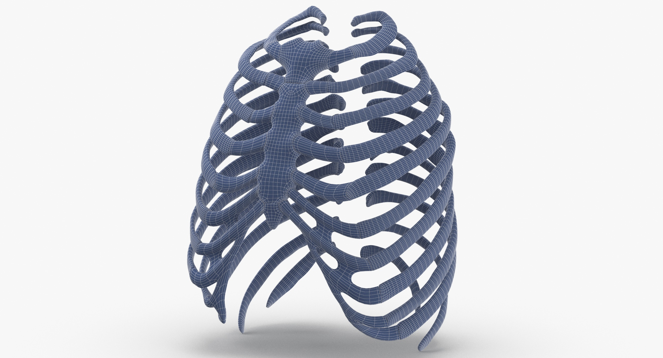 Human rib thoracic cage anatomy 3D model - TurboSquid 1607906