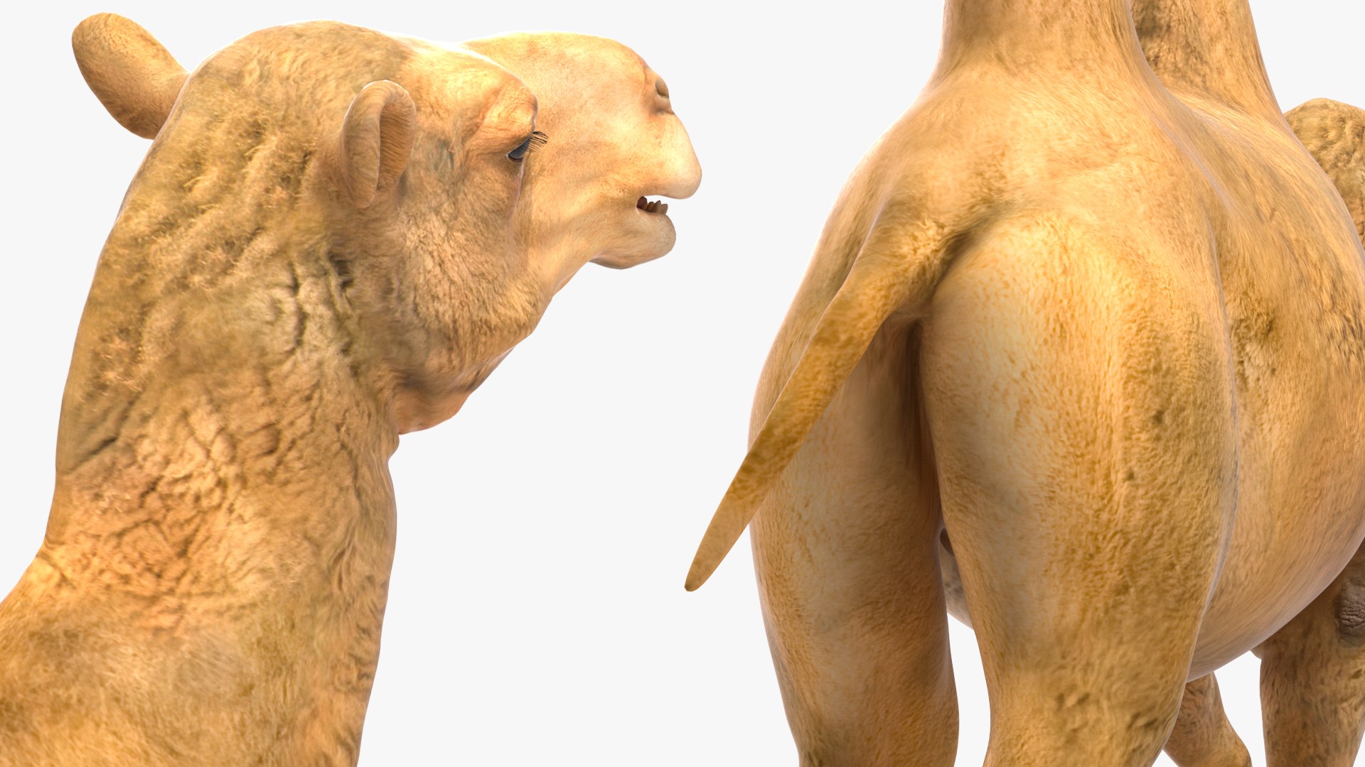 3D Bactrian Camel Walking Pose model https://p.turbosquid.com/ts-thumb/cK/EqZotQ/0V/bactrian_camel_walking_pose_017/jpg/1737968780/1920x1080/fit_q87/49fb6cebc24ec424325b60db781da2332e99181e/bactrian_camel_walking_pose_017.jpg