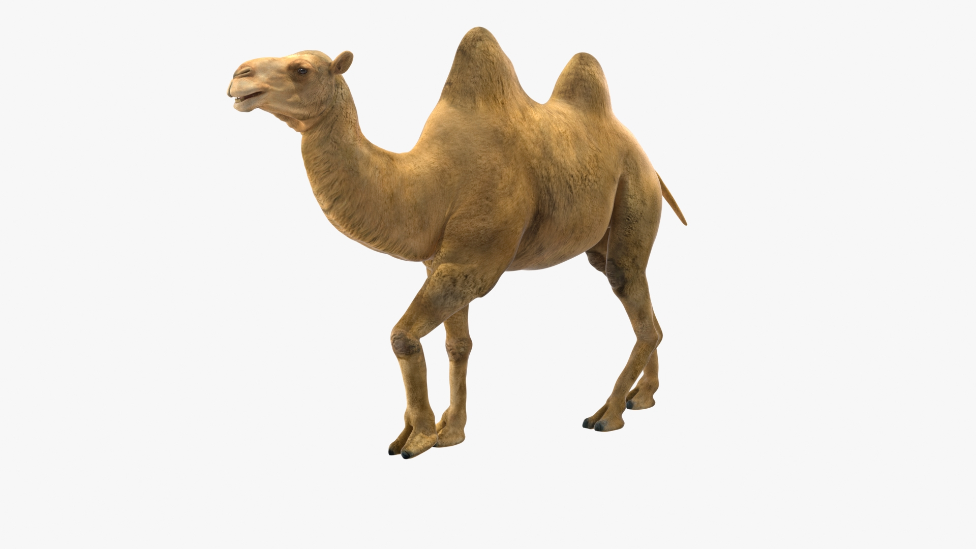 3D Bactrian Camel Walking Pose model https://p.turbosquid.com/ts-thumb/cK/EqZotQ/Jp/bactrian_camel_walking_pose_360/jpg/1737968473/1920x1080/turn_fit_q99/e85cc35f875e7baf6ad87a914ced813db0e2deb6/bactrian_camel_walking_pose_360-1.jpg