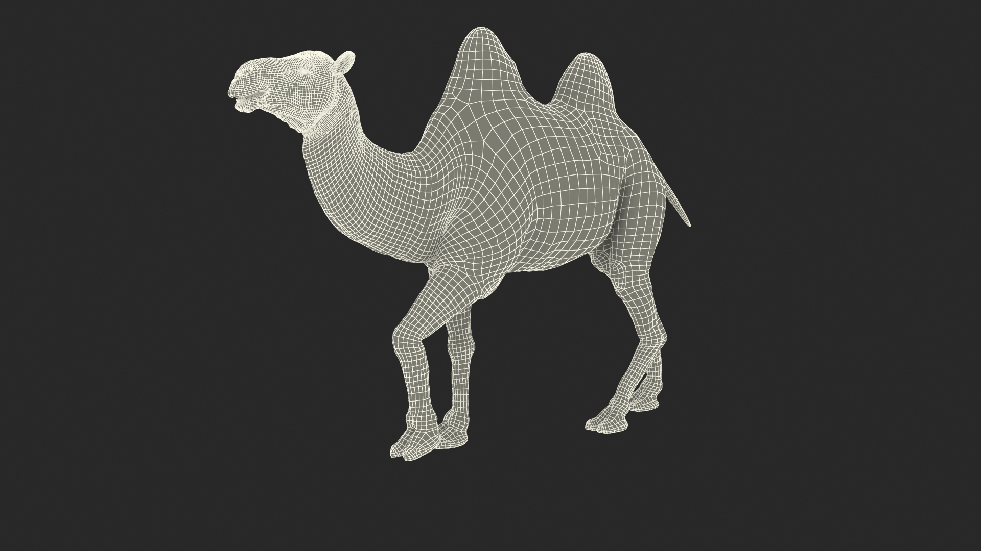 3D Bactrian Camel Walking Pose model https://p.turbosquid.com/ts-thumb/cK/EqZotQ/KM/bactrian_camel_walking_pose_361/jpg/1737968590/1920x1080/turn_fit_q99/27539773648e1d2f28cc1a57d5523a8782000ee5/bactrian_camel_walking_pose_361-1.jpg