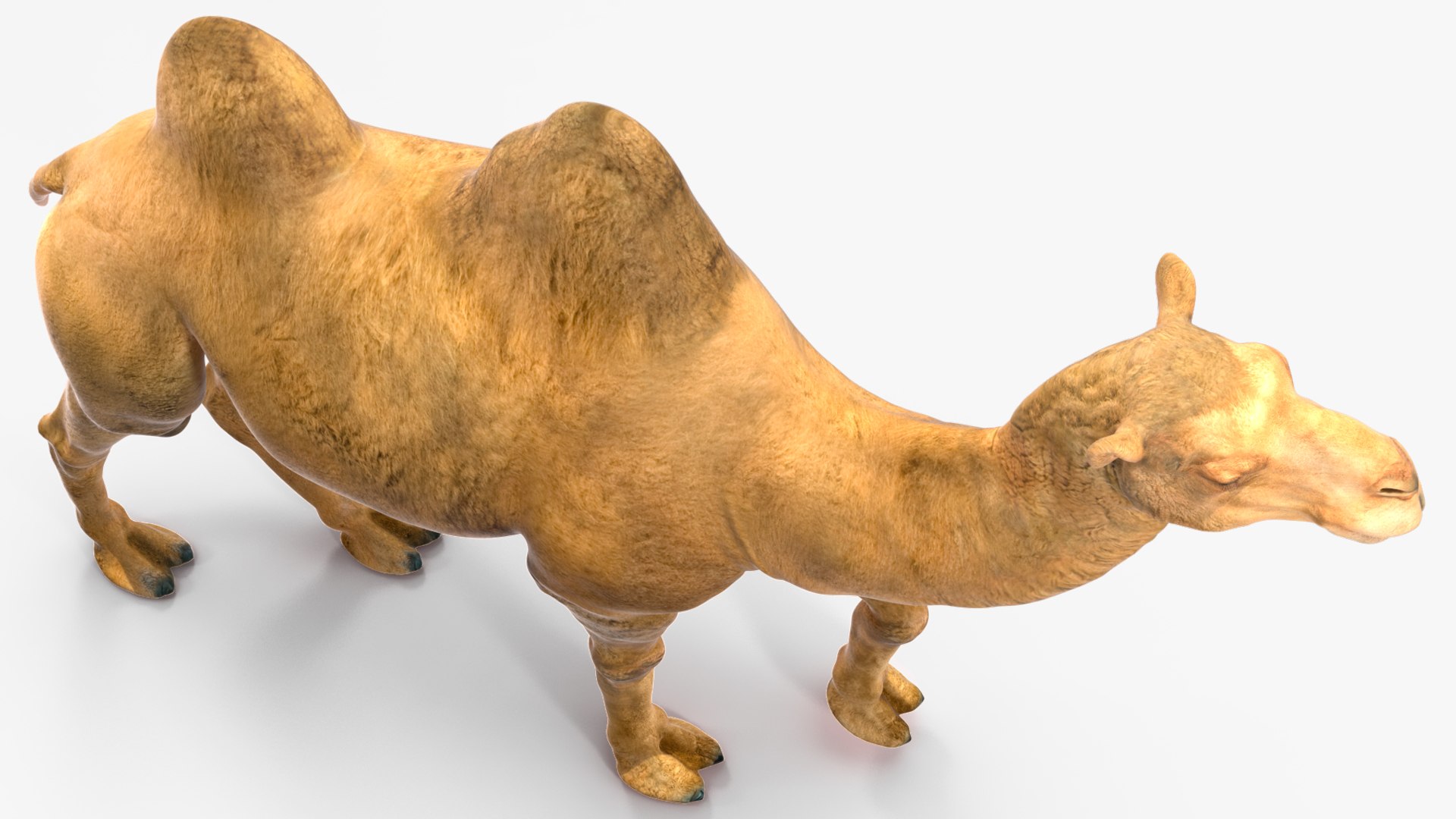 3D Bactrian Camel Walking Pose model https://p.turbosquid.com/ts-thumb/cK/EqZotQ/P7/bactrian_camel_walking_pose_010/jpg/1737968749/1920x1080/fit_q87/279166da063bab58dae30b51b8474f3dfa5d9148/bactrian_camel_walking_pose_010.jpg