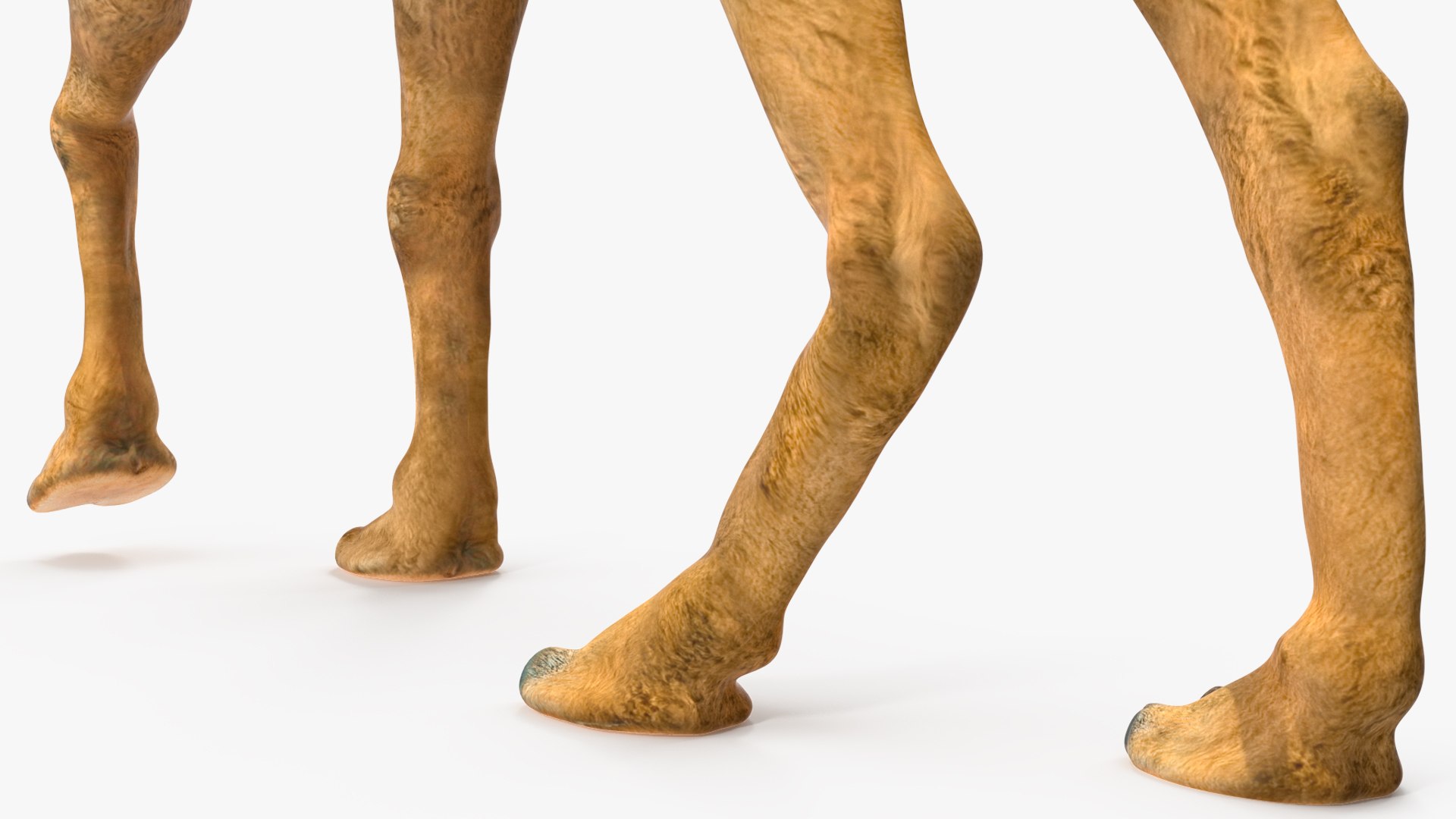 3D Bactrian Camel Walking Pose model https://p.turbosquid.com/ts-thumb/cK/EqZotQ/hZ/bactrian_camel_walking_pose_015/jpg/1737968771/1920x1080/fit_q87/7bf319c2c69796cce2122e235adcb2e28eb9f507/bactrian_camel_walking_pose_015.jpg