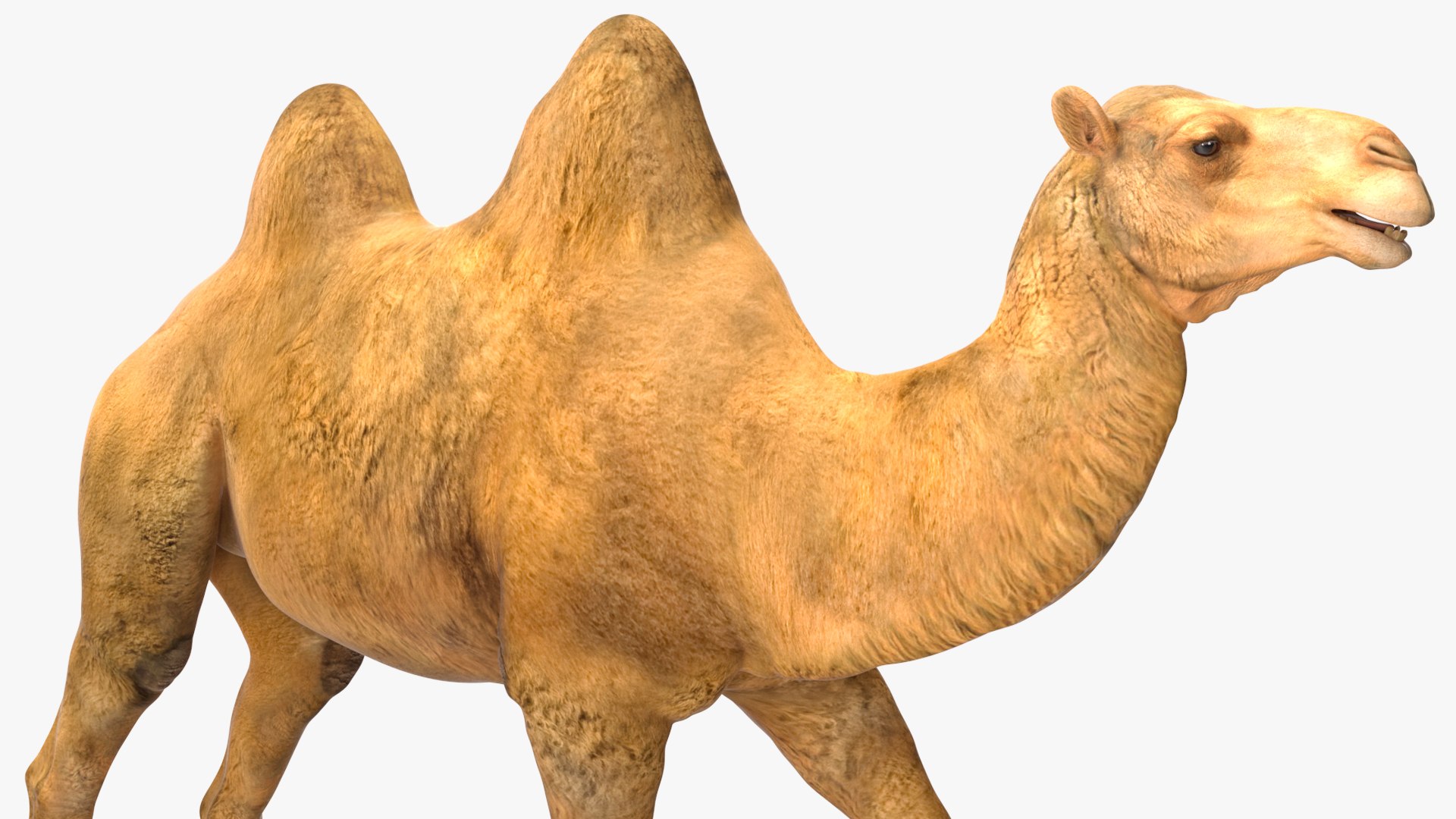 3D Bactrian Camel Walking Pose model https://p.turbosquid.com/ts-thumb/cK/EqZotQ/jl/bactrian_camel_walking_pose_012/jpg/1737968758/1920x1080/fit_q87/33e7154e43550717240c1daac47b5ef35a7d49e8/bactrian_camel_walking_pose_012.jpg