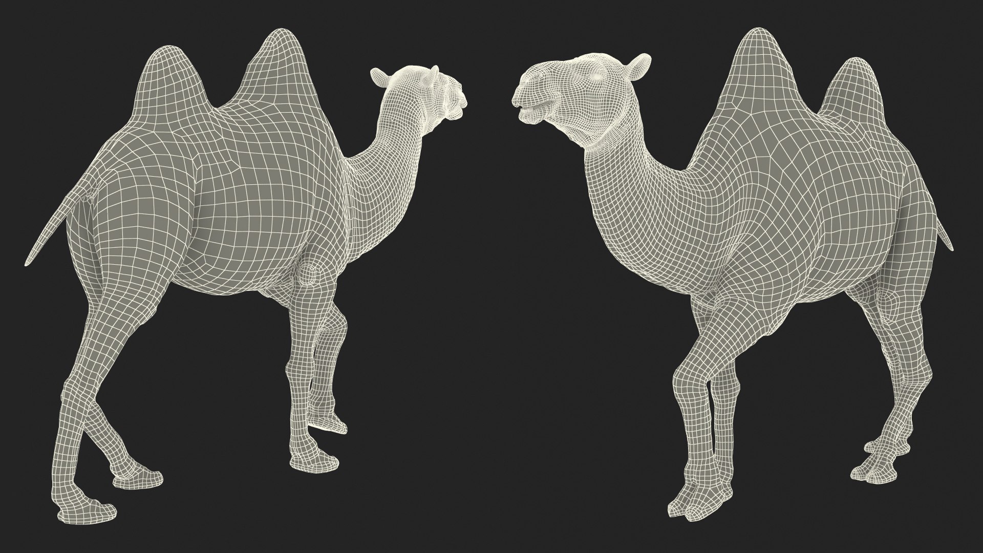 3D Bactrian Camel Walking Pose model https://p.turbosquid.com/ts-thumb/cK/EqZotQ/m1/bactrian_camel_walking_pose_024/jpg/1737968810/1920x1080/fit_q87/024b4addedae304668ca7018fbeeca8133e22900/bactrian_camel_walking_pose_024.jpg