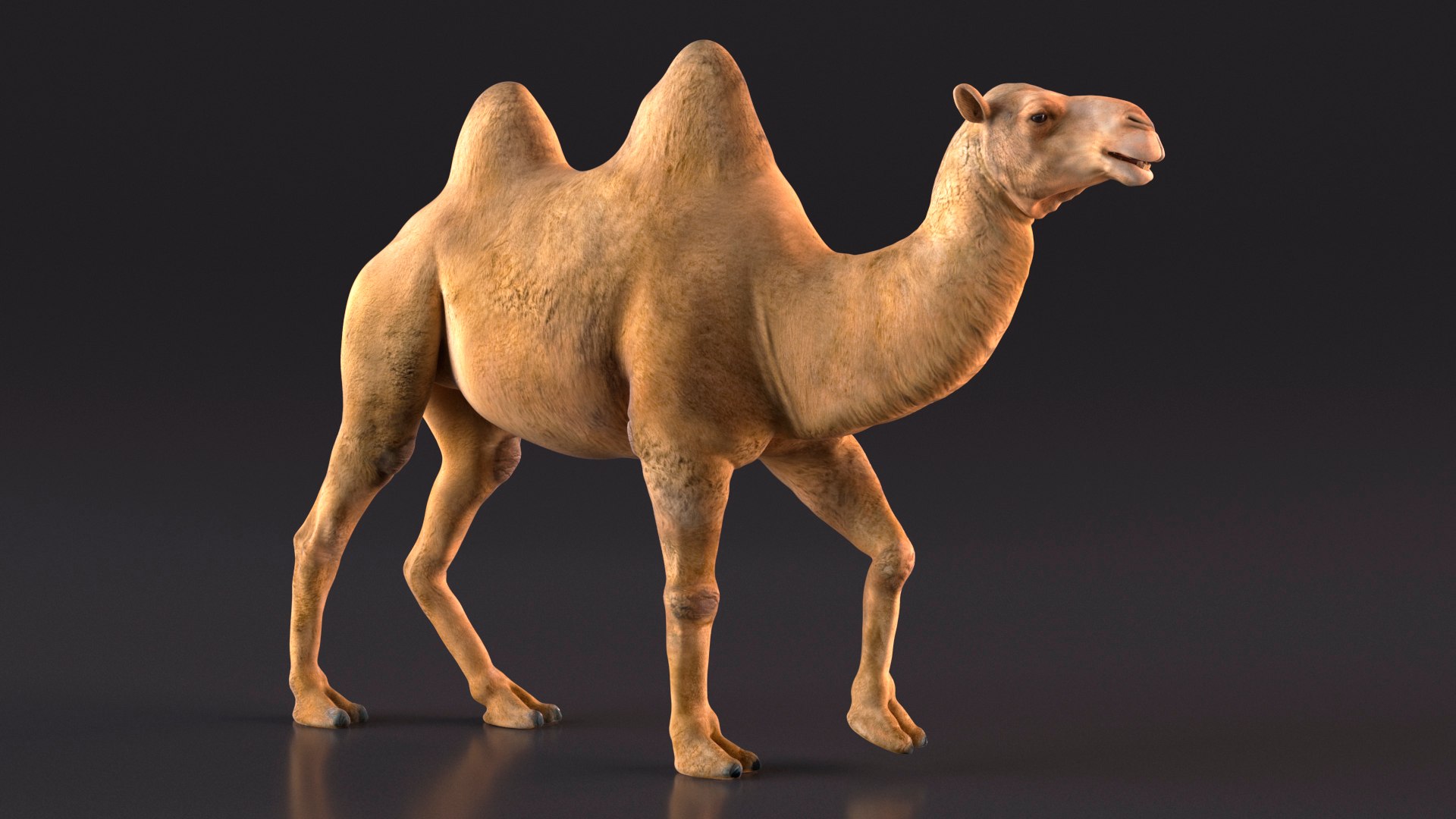3D Bactrian Camel Walking Pose model https://p.turbosquid.com/ts-thumb/cK/EqZotQ/n0/bactrian_camel_walking_pose_006/jpg/1737968732/1920x1080/fit_q87/063b2f98c892212220abd99312fc51fd8d227f9c/bactrian_camel_walking_pose_006.jpg