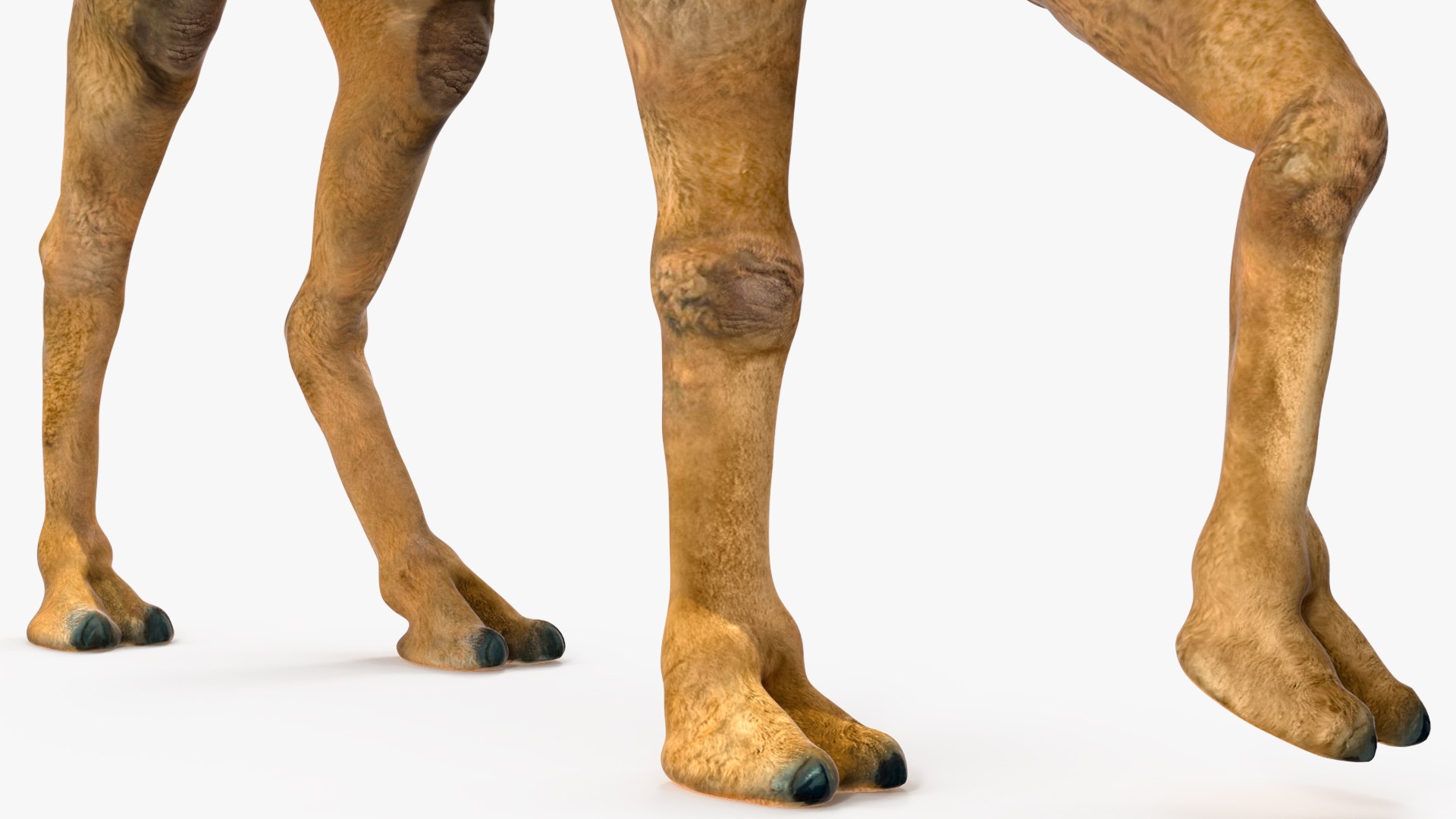 3D Bactrian Camel Walking Pose model https://p.turbosquid.com/ts-thumb/cK/EqZotQ/wA/bactrian_camel_walking_pose_014/jpg/1737968767/1920x1080/fit_q87/0832d6a8250273e39a7ca1762e8add6f6346fb5a/bactrian_camel_walking_pose_014.jpg