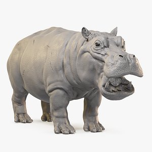 3D Hippopotamus