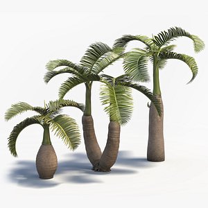 Hyophorbe Lagenicaulis