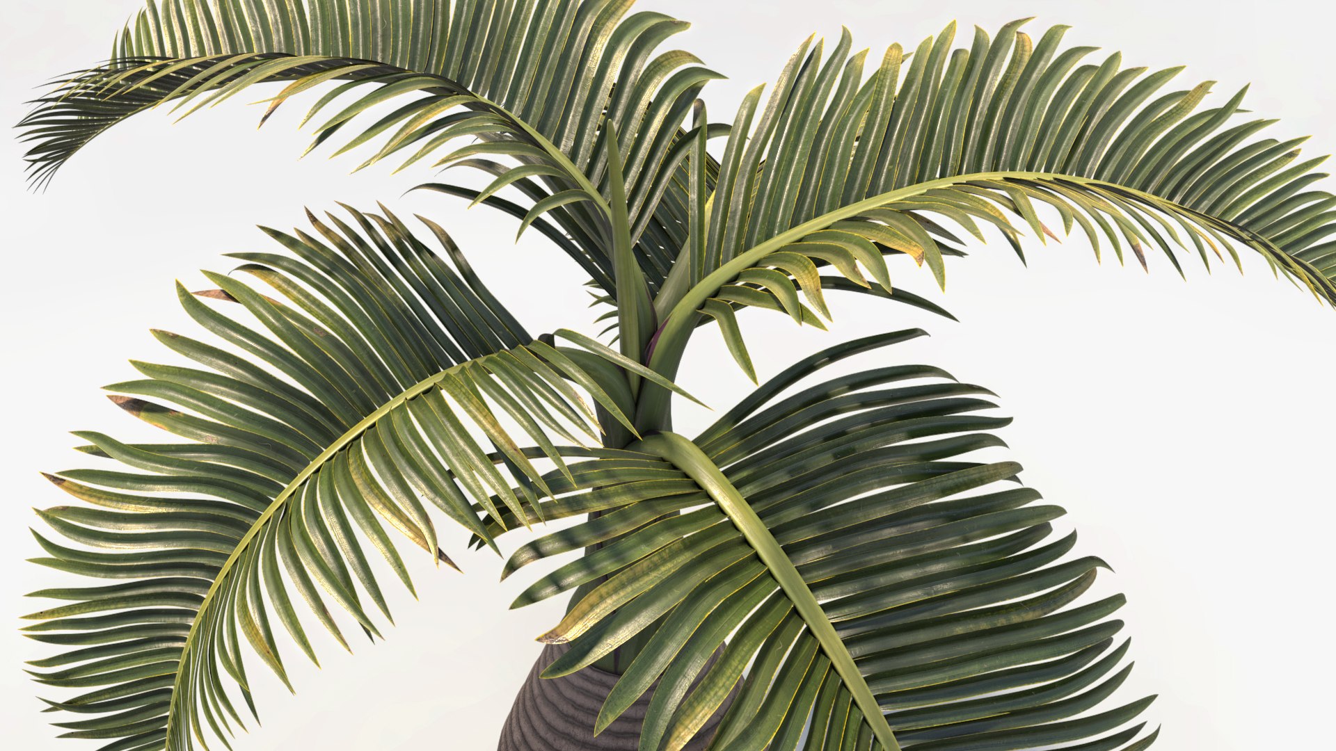 short hyophorbe lagenicaulis max free https://p.turbosquid.com/ts-thumb/cK/RahVJM/Kl/p04/jpg/1731391203/1920x1080/fit_q87/573dc117dc9c83799fe7ae4ded1b9e1a85b42f62/p04.jpg