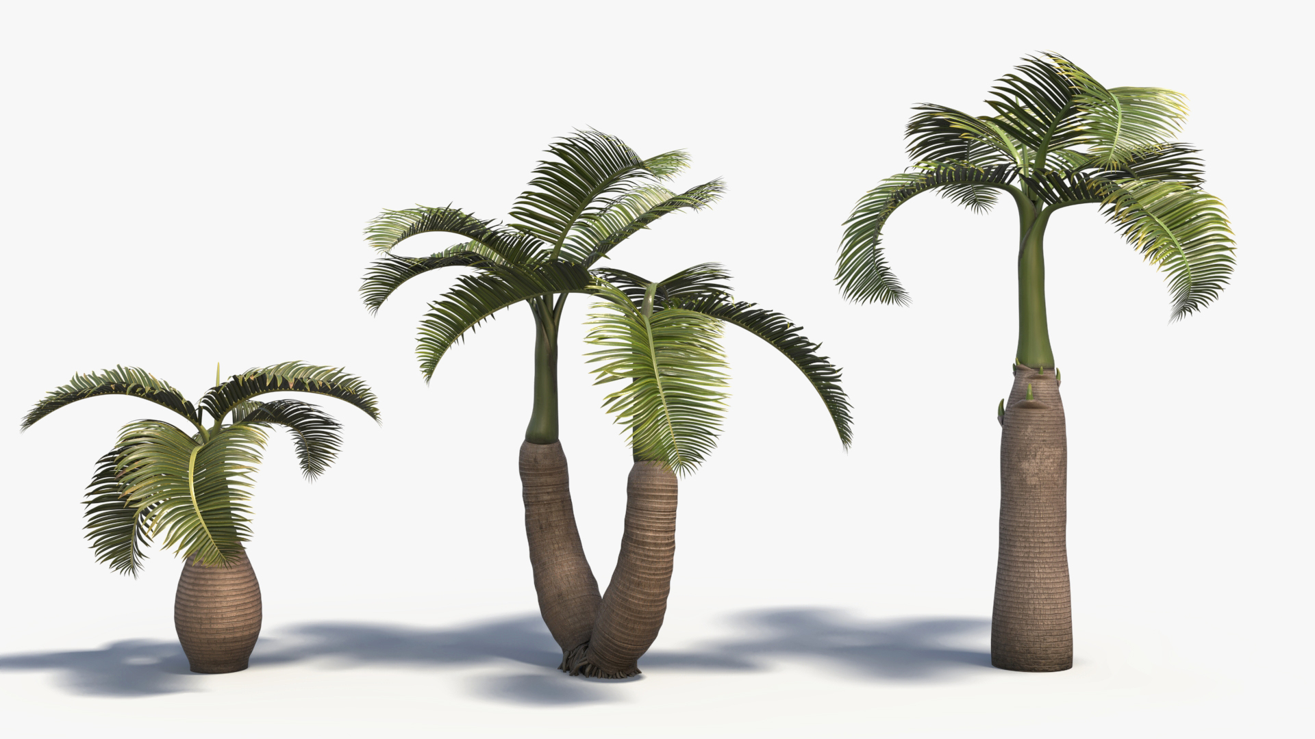 short hyophorbe lagenicaulis max free https://p.turbosquid.com/ts-thumb/cK/RahVJM/O0/01/jpg/1731391138/1920x1080/turn_fit_q99/21c1ade62b5839c8b1256f638809c5ff3e808530/01-1.jpg