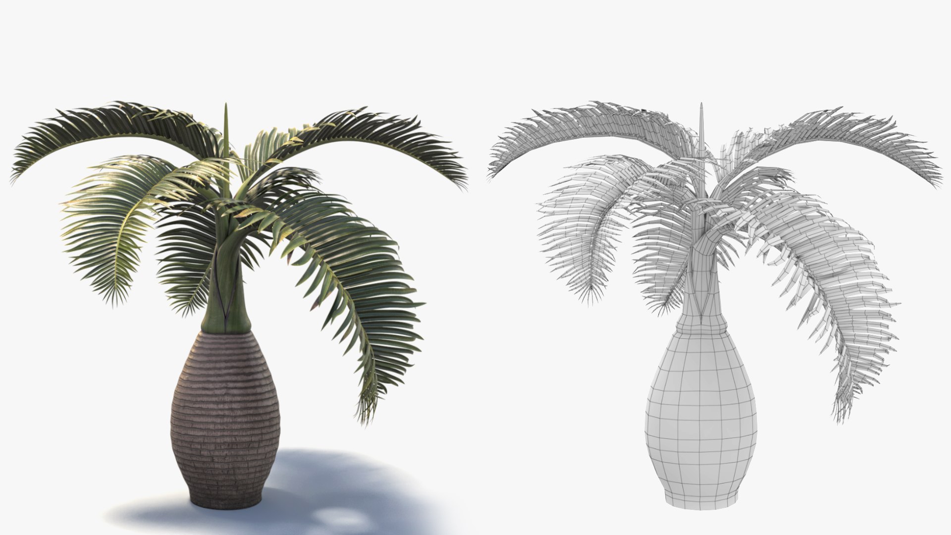 short hyophorbe lagenicaulis max free https://p.turbosquid.com/ts-thumb/cK/RahVJM/Qq/p01/jpg/1731391200/1920x1080/fit_q87/db6964a481b318f2fc5597c203e8a5ba46d6e8d6/p01.jpg