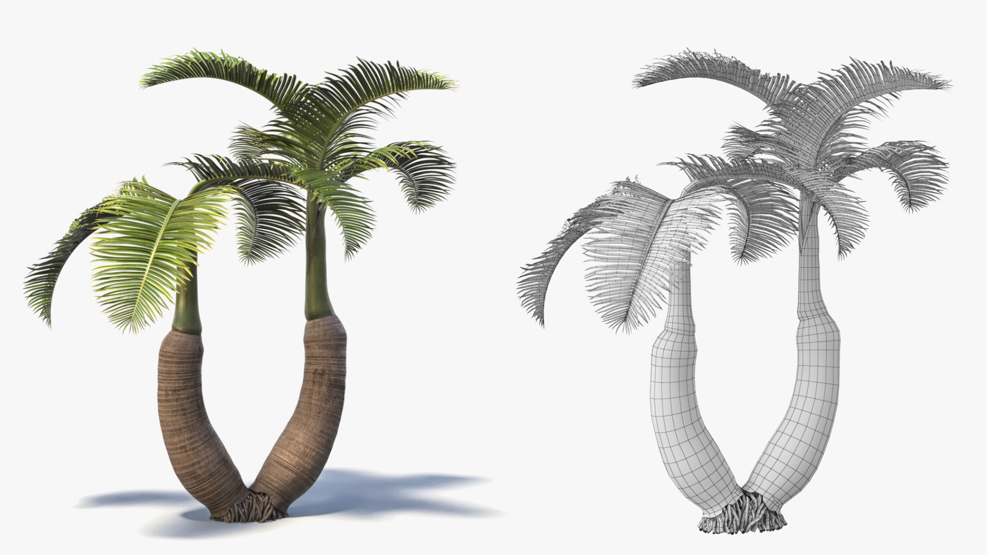 short hyophorbe lagenicaulis max free https://p.turbosquid.com/ts-thumb/cK/RahVJM/T6/p03/jpg/1731391202/1920x1080/fit_q87/e99d3fd45cdf4bc60ea319e816de0df52c78410f/p03.jpg