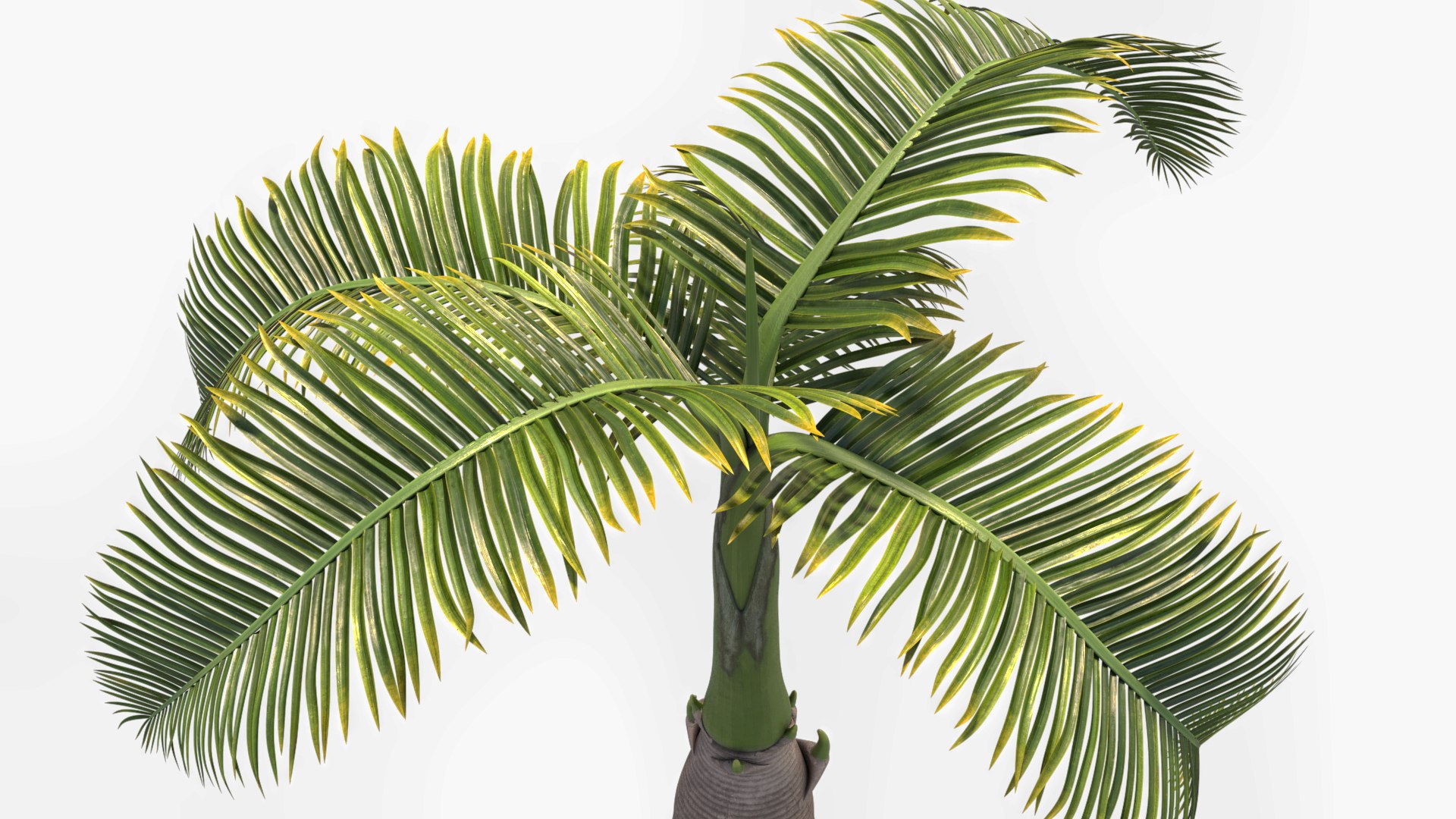 short hyophorbe lagenicaulis max free https://p.turbosquid.com/ts-thumb/cK/RahVJM/Vi/p05/jpg/1731391204/1920x1080/fit_q87/2c95f311328d79595db7e9bd7a44dadcfacbdba7/p05.jpg