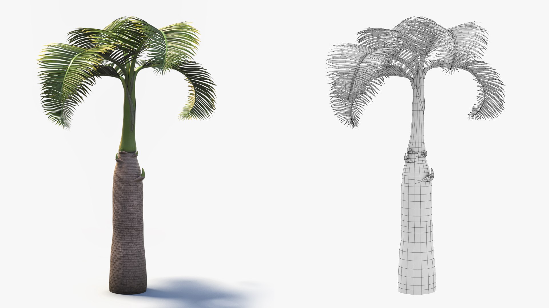 short hyophorbe lagenicaulis max free https://p.turbosquid.com/ts-thumb/cK/RahVJM/Z4/p02/jpg/1731391201/1920x1080/fit_q87/3246db062be06e8127980dfc3673d88e96d33e29/p02.jpg