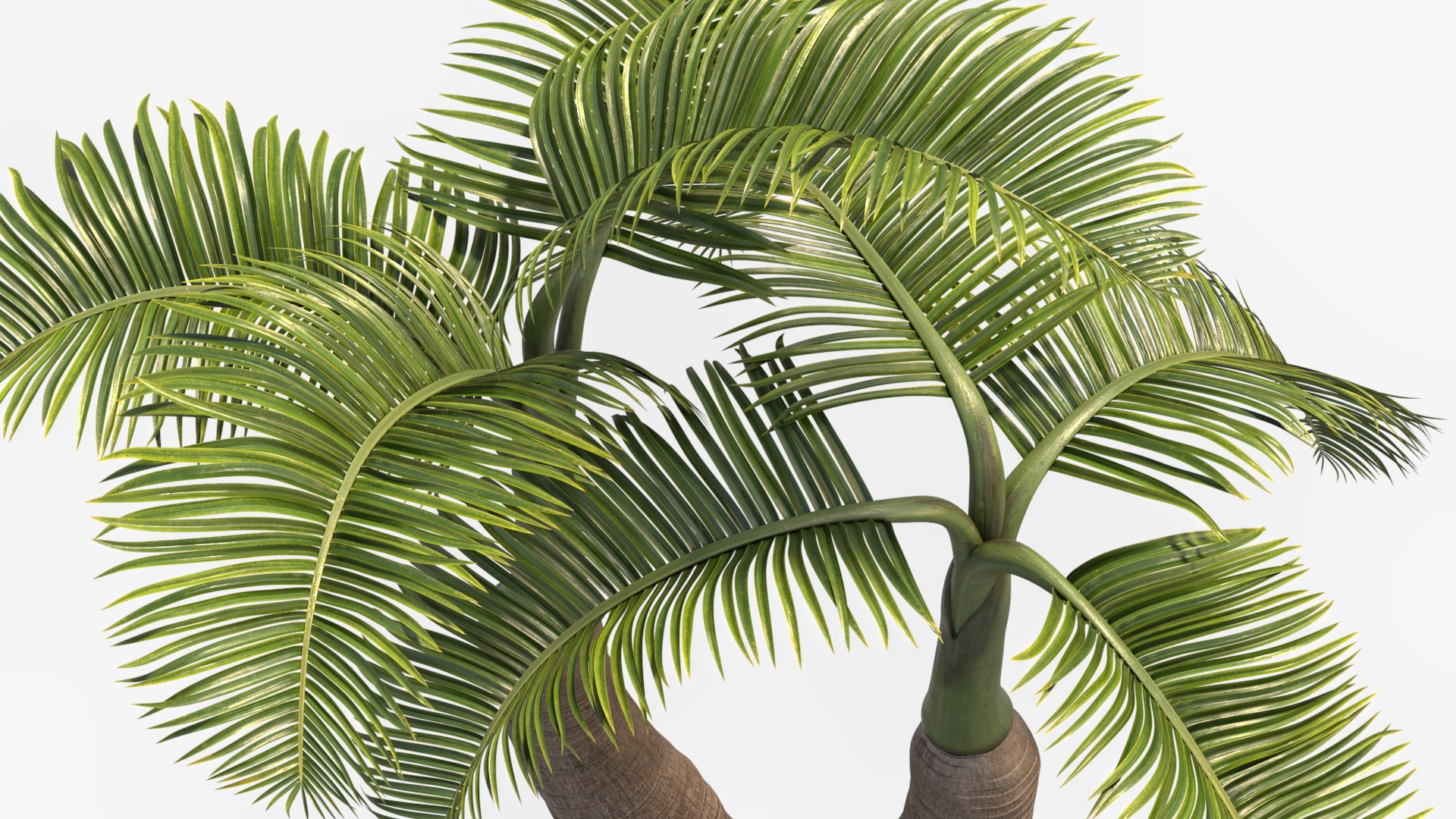 short hyophorbe lagenicaulis max free https://p.turbosquid.com/ts-thumb/cK/RahVJM/Zp/p06/jpg/1731391206/1920x1080/fit_q87/3c8bdb2b6746298d332f37bf092cf5ea1ec4dd8e/p06.jpg