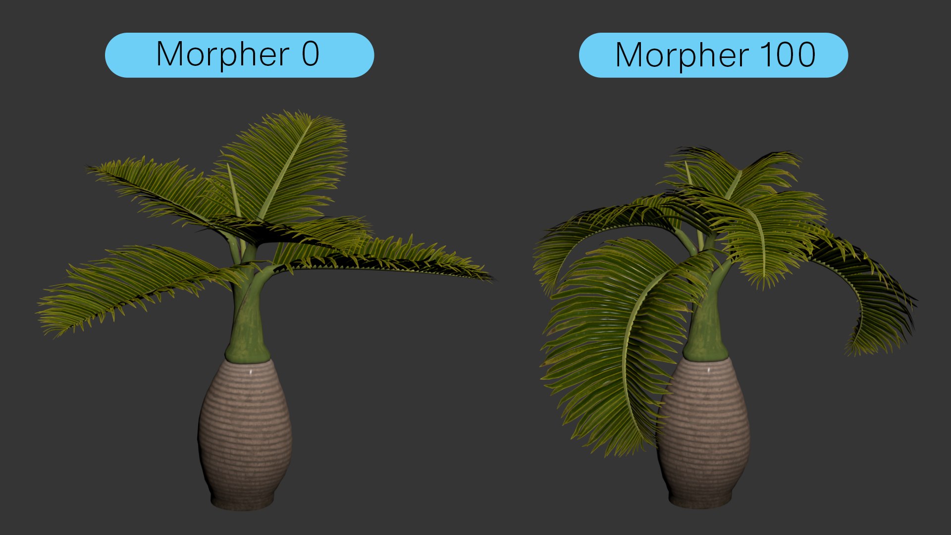 short hyophorbe lagenicaulis max free https://p.turbosquid.com/ts-thumb/cK/RahVJM/nw/3dsmax1/jpg/1731391200/1920x1080/fit_q87/3ac22c644f7bd0e15653f56ebb542b911dbf92e9/3dsmax1.jpg