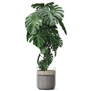 Plants collection 805 3D model