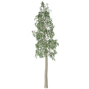 European Aspen Tree - 08 - 3D model