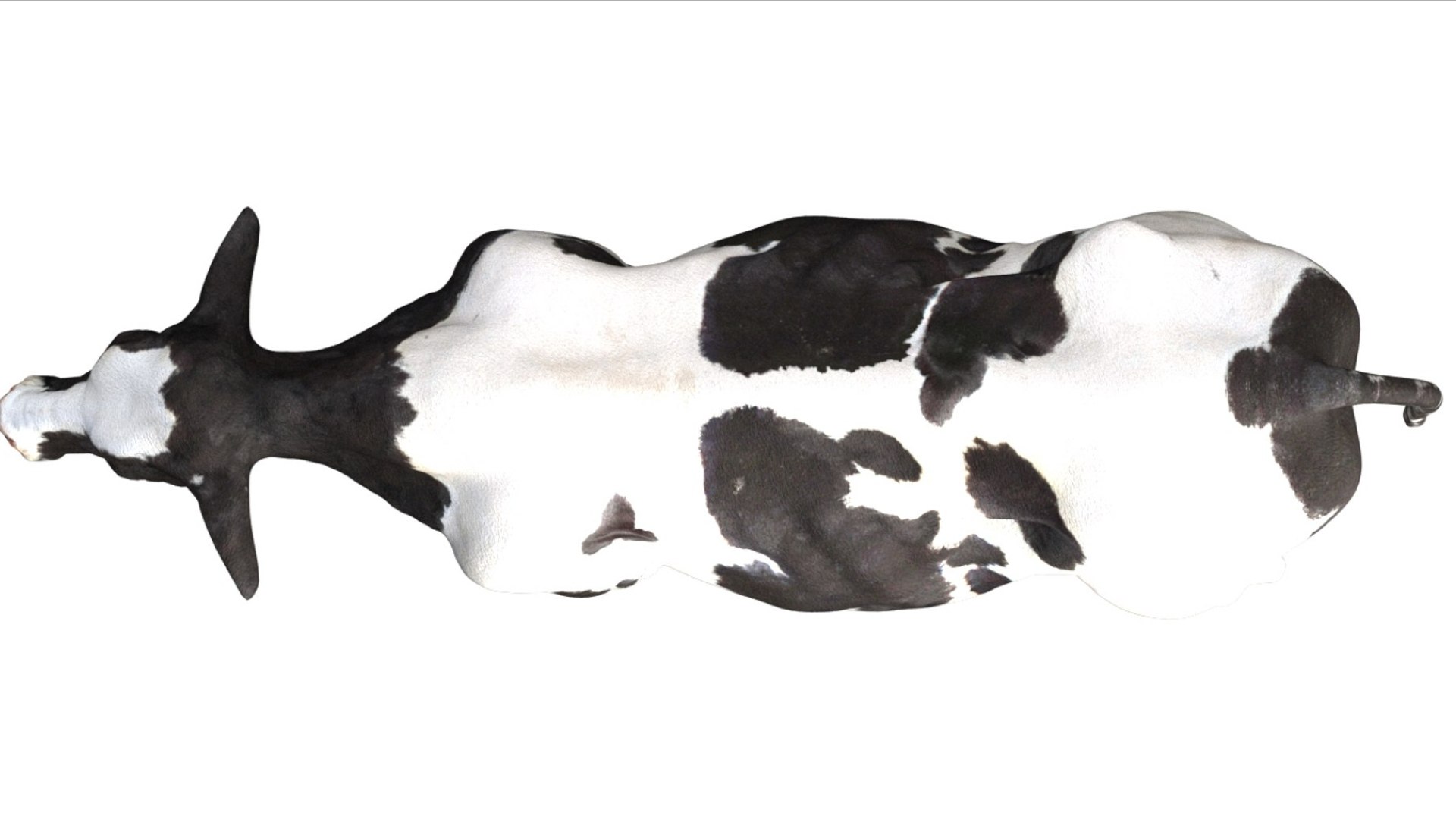 Dairy Cow NoFur Rigged 3D 3D model https://p.turbosquid.com/ts-thumb/cK/iPbZxk/Ez/08/jpg/1755503694/1920x1080/fit_q87/b7f48fee088560e0c2c7ff02747766a288bafd48/08.jpg