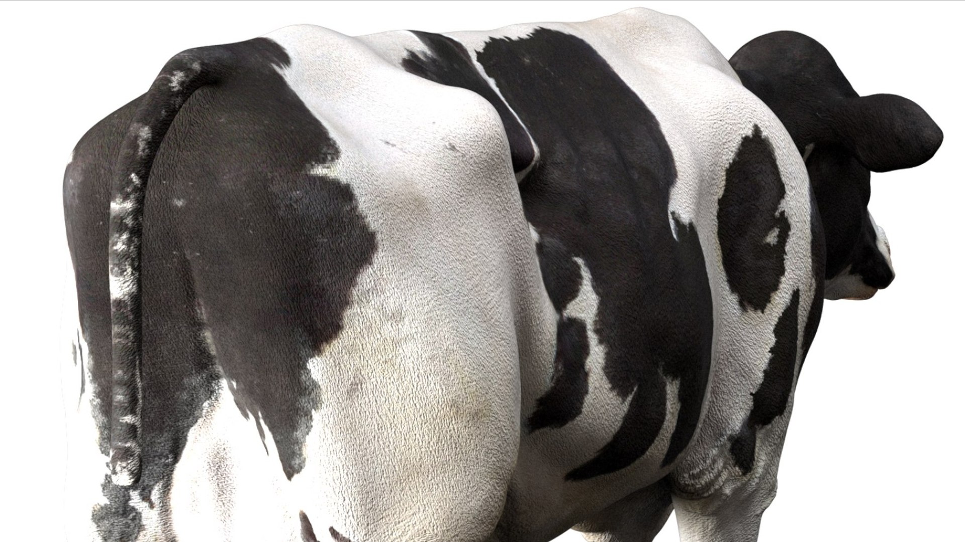 Dairy Cow NoFur Rigged 3D 3D model https://p.turbosquid.com/ts-thumb/cK/iPbZxk/Md/14/jpg/1755503698/1920x1080/fit_q87/54a8f4dcf054732b257c1b52522c685262bd39ef/14.jpg