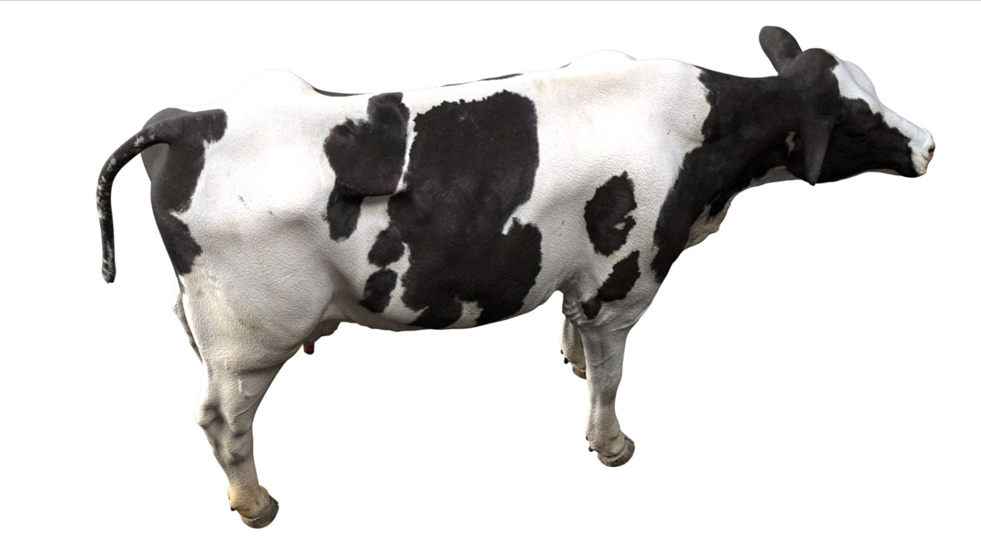Dairy Cow NoFur Rigged 3D 3D model https://p.turbosquid.com/ts-thumb/cK/iPbZxk/U7/05/jpg/1755503693/1920x1080/fit_q87/89ee5c010a27d21d42d4333c15324629873a763c/05.jpg