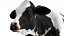 Dairy Cow NoFur Rigged 3D