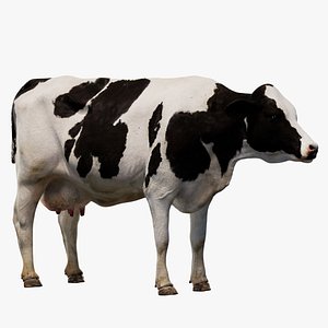 Dairy Cow NoFur Rigged 3D